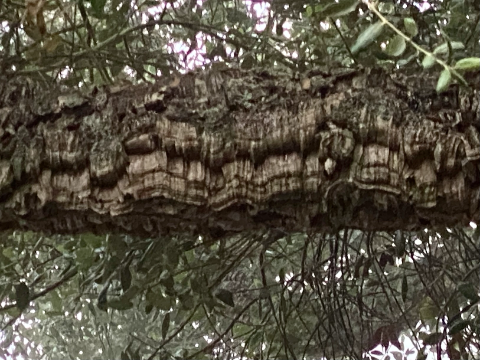 From From Barcode to Tree Branch