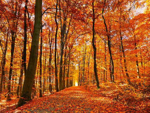Autumn