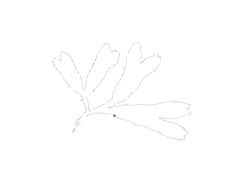 Seaweed thick nofill